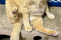 「頑張って起きたのかな笑」元保護猫の可愛すぎる表情に反響殺到