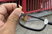 「鳥のフン」が落ちてきたのかと思いきや…　メガネにとまった想定外の「昆虫」とその後の行動に注目