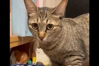 「これは策士」デスクの上をウロウロする保護猫、突如「温め始めたもの」にX民驚がく！2.4万いいねの反響に