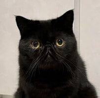 【奇跡の1枚】「卒業写真（なんの？？）」青背景でお行儀よく座る猫ちゃんが別嬪すぎると話題 