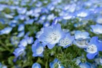 美しい「ネモフィラの花畑」に強烈な違和感　咲いていた「違法な花」に思わず二度見