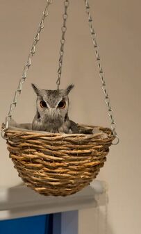 【籠に揺られるフクロウ】いつもの籠にダイブ！？勢いで揺られる姿がかわいいと話題に！