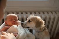 赤ちゃんの様子をのぞき込む愛犬を撮影　心配と優しさが伝わる表情に「尊い」「かわいい」と反響