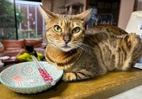 知的クールな美猫→「液体化」が招いた不測の事態に笑ってしまう