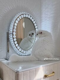 【圧倒的お姫さま感】まるでプリンセス？！あまりにも美しい純白の猫さんに注目！