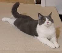 目が合った猫さん　スンッと視線をそらしたと思いきや…直後の行動が可愛すぎる