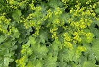 雨の庭がパッと明るく！《梅雨シーズンの定番花》しっとり美しい宿根草3選
