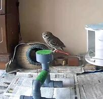 「どうしても…そっちに止まりたいっ！」フクロウの挑戦から目が離せない！羽ばたく姿に注目