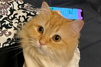 スカートから生えた猫「意見よろしいか」ノリノリな行動がバズる