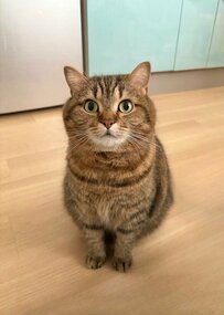 【話題】おててを揃えてじっと待つ猫ちゃんの姿にホッコリ…コメント欄「かわいすぎます」の声