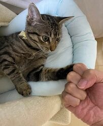 子猫「金曜日も頑張ろうな」反則級にかわいい応援が癒し度満点！と話題