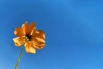 【国民健康保険料】2024年度も上限額は引き上げに…《40歳～64歳の現役世代》前年の所得が725万円だと年間の保険料は100万円超！？