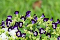 【ガーデニング】夏の庭はホワイト・ブルーの花で涼やかに。組み合わせてオシャレな多年草&一年草おすすめ7選