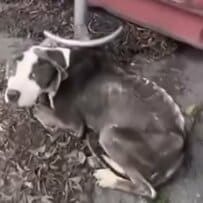首輪をつけたまま捨てられていた犬を救助。片足切断を乗り越え、見違えるように回復した姿に感動広がる