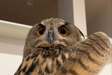 フクロウから抜けた「羽根」に思わず目を疑う とんでもない大き