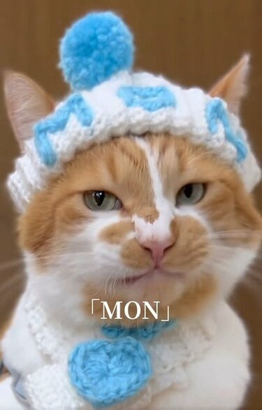 冬コーデの猫】ニット帽とマフラーでぽかぽか猫ちゃん…このままスキー