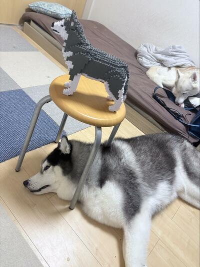 立体ブロックのハスキー犬