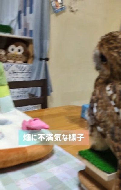 投稿動画のワンシーン