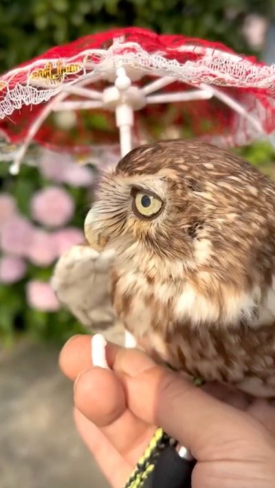 投稿動画のワンシーン