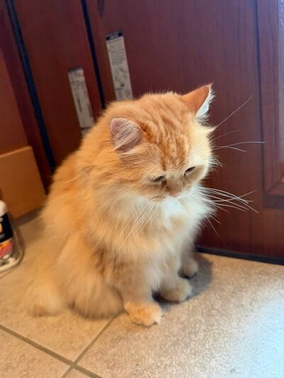 玄関でうなだれるエマちゃん