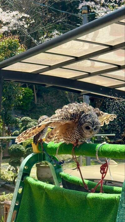 投稿動画のワンシーン