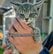 逃げ回る「やんちゃな子猫」の救出劇　フェンスから取り出すスタッフに「よくやった」と称賛の声