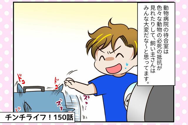 チンチラの福、久々に病院に行くことに！気になる検査の結果は？【チンチライフ150話】