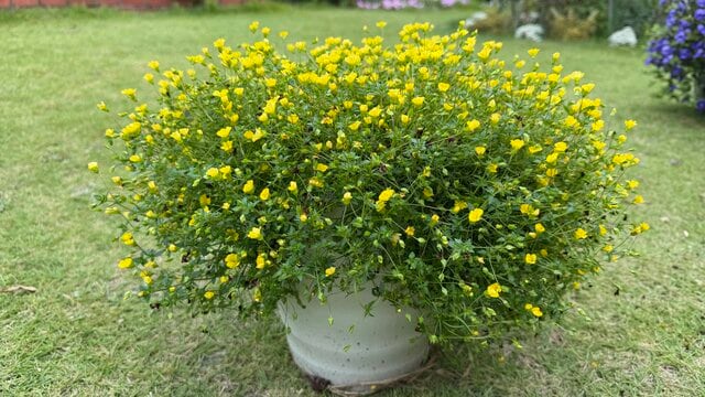 その草花のしおれ、「水切れ」じゃないかも！？夏に多い「根腐れ」と「水切れ」の見分けかたと、その後の対策【ガーデニング初心者の知っておきたいコツ】