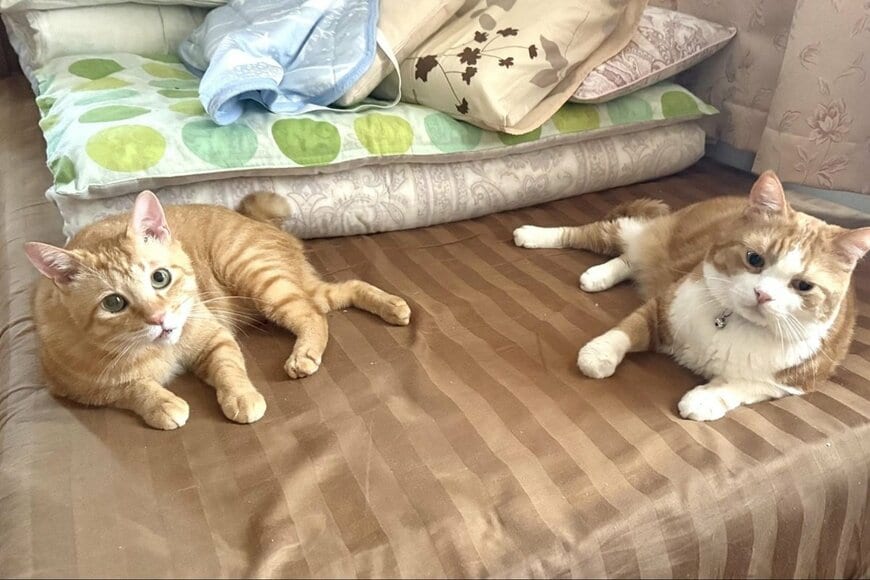寝室のベッドでくつろぐ「2匹の守り神」に思わず二度見 くつろぐ姿がかわいい