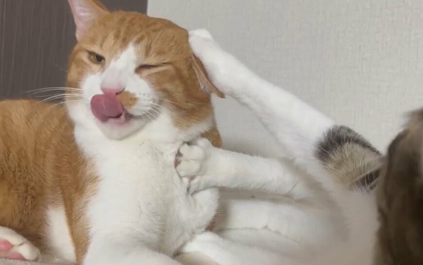 先住猫が好きすぎる保護猫　何をされても一緒に居たい「鋼のメンタル」にホッコリ