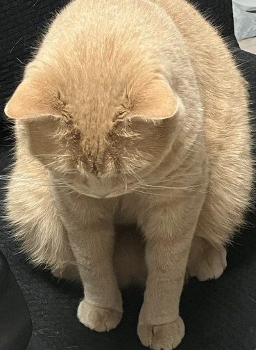 出所：@TsunaIsCat