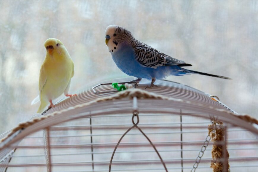 家族がアレルギー発症！原因は結婚前から飼っていたペットだった…