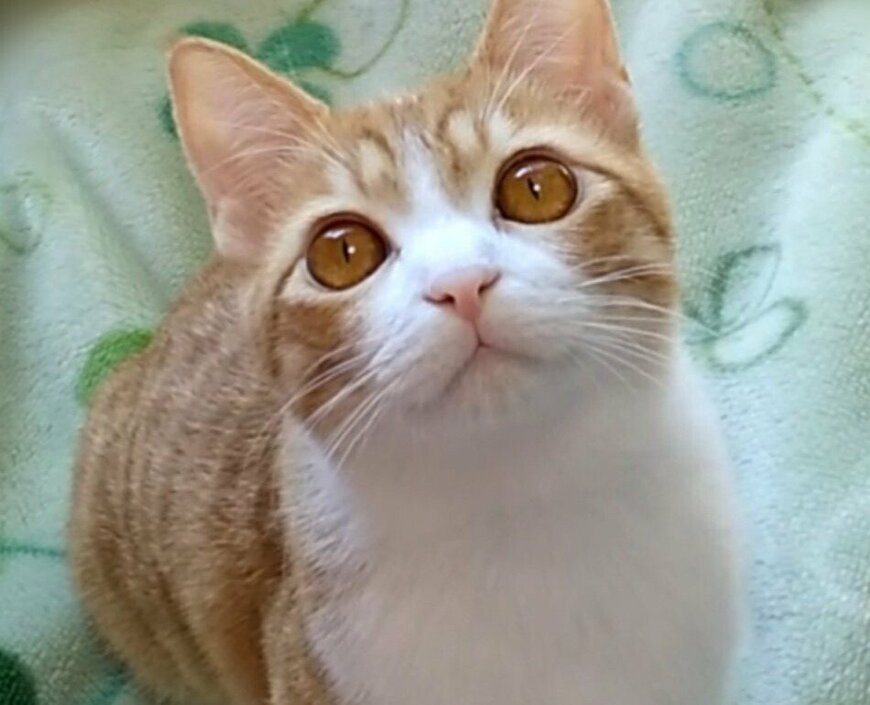 出所：@mero627puri914