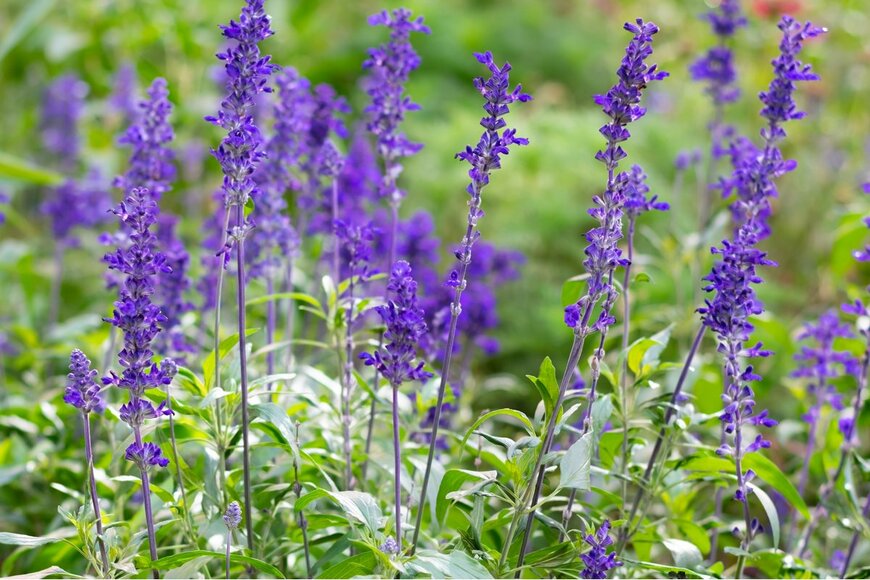 Sunny_Smile/Shutterstock.com