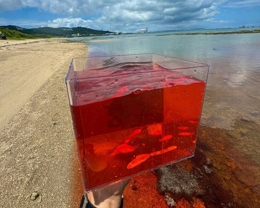 沖縄県の「真っ赤に染まった海」に思わず目を疑う　「日本ではあまり見られない珍しい現象」に驚きの声