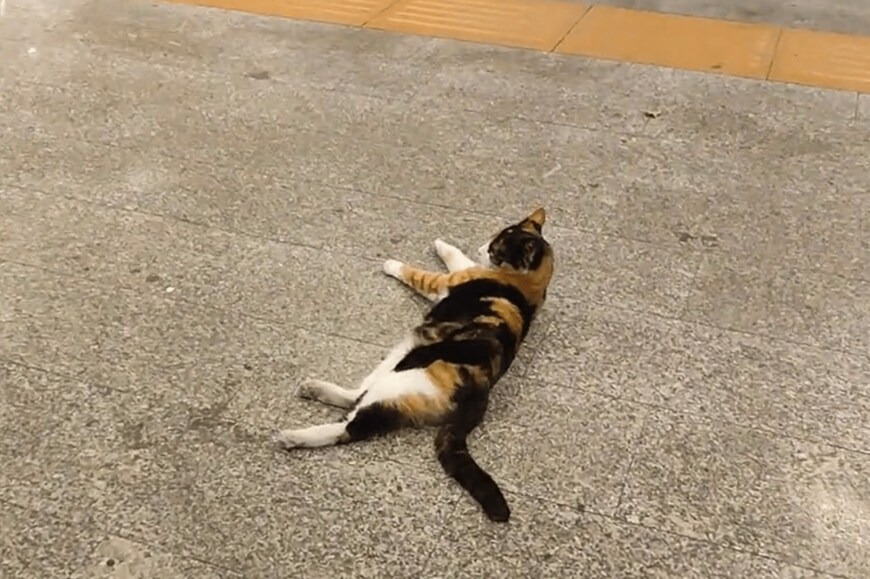 出所：@nekosanpoch