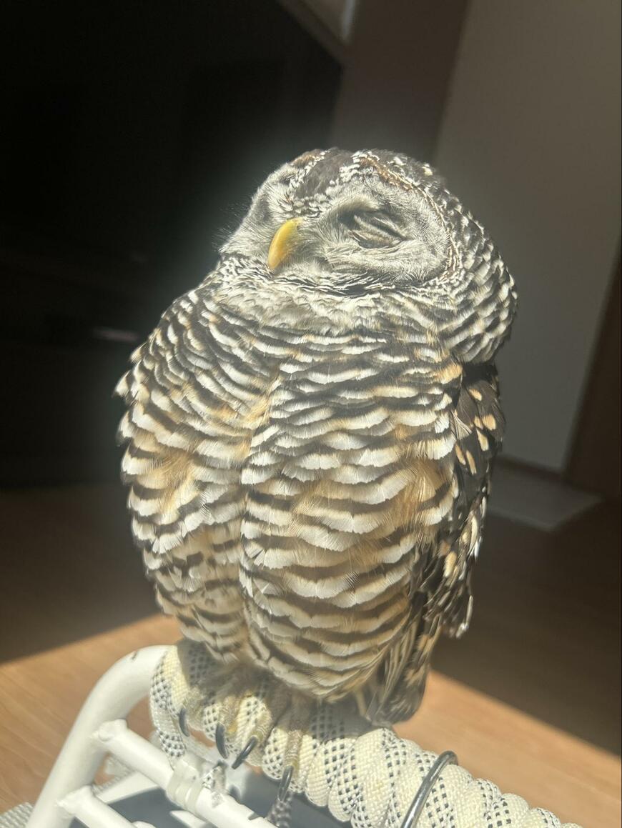 【ぬくぬくなフクロウ】窓辺でポカポカひなたぼっこ！リラックスしきった表情に「幸せそう」の声