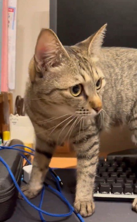 出所：@kagisuzu0531