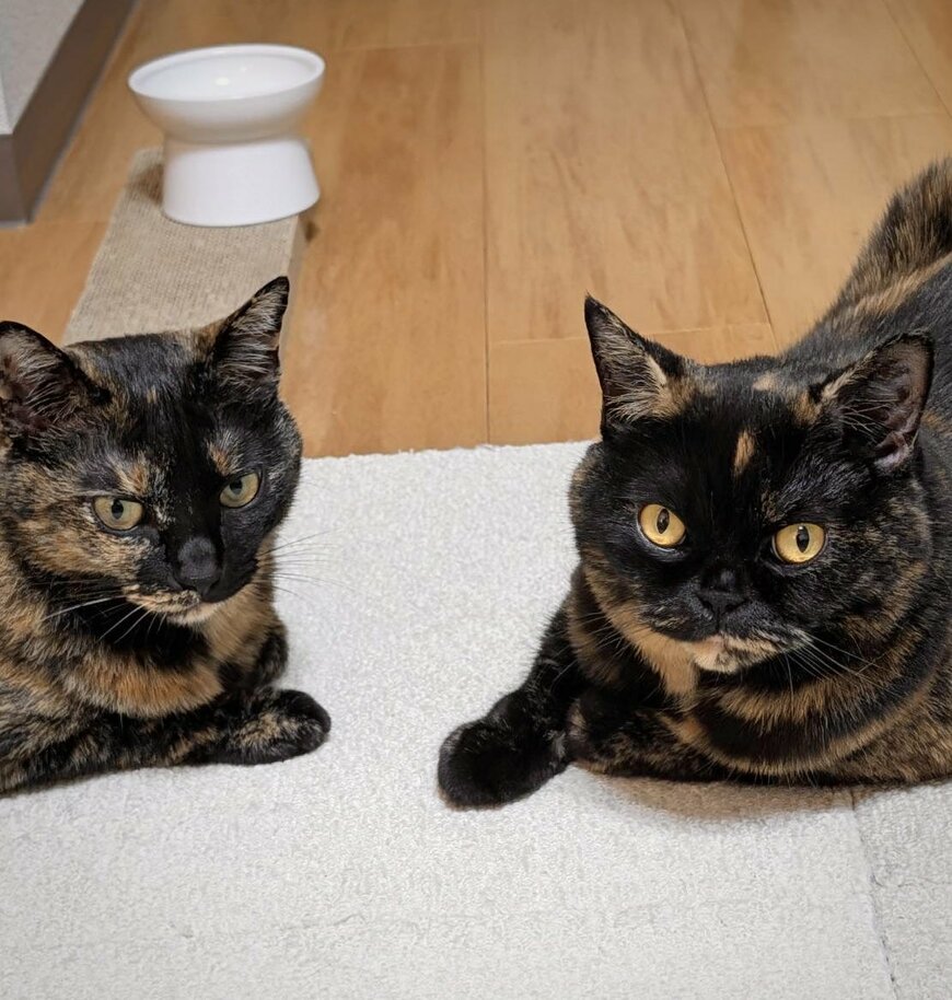 出所：@sabinekonyans