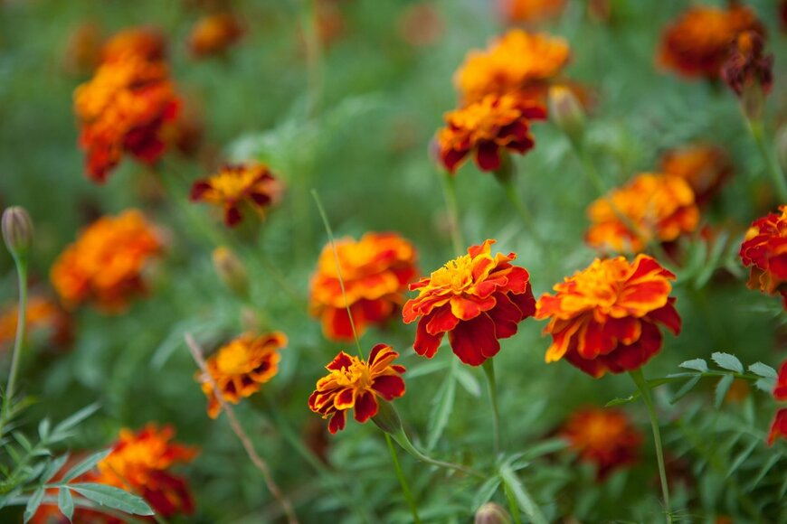 LUMIKK555/Shutterstock