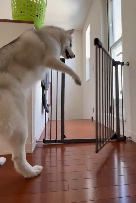 出所：@Livewithhusky