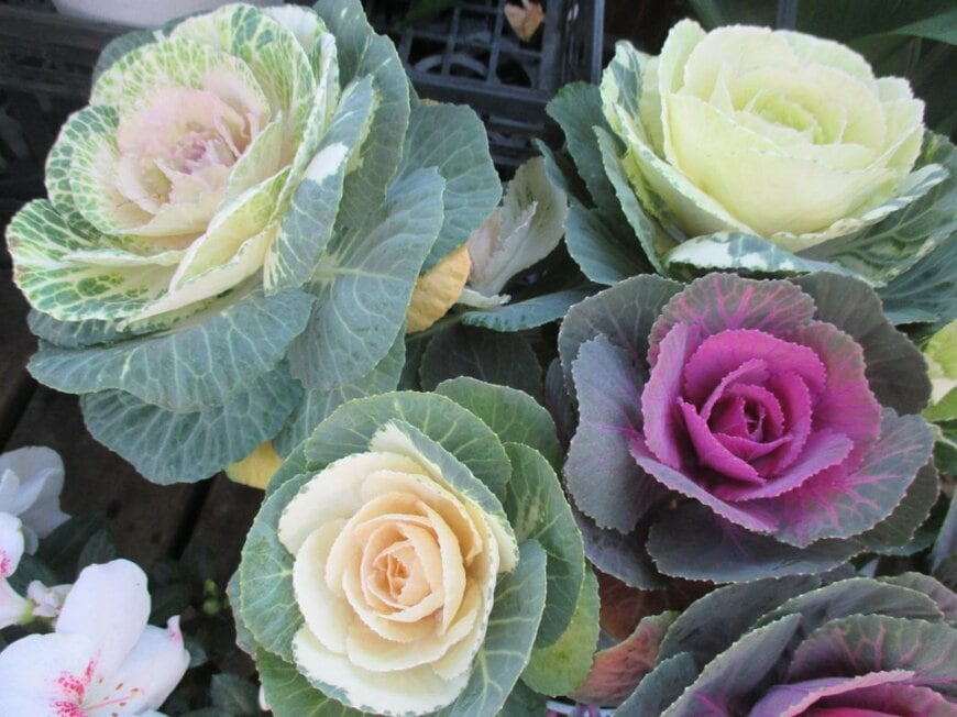 KUMA-MON/shutterstock.com