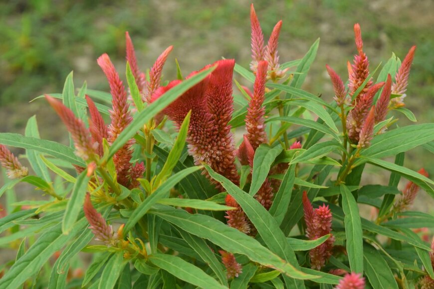 Ayobelajargo/shutterstock.com