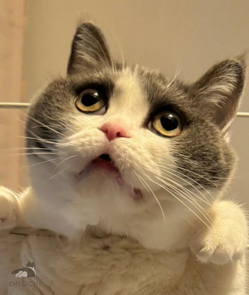 出所：@omochiomoching