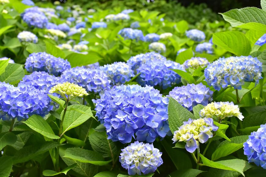 出所：株式会社伊豆シャボテン公園『伊豆・城ヶ崎海岸のニューヨークランプミュージアムで「あじさいフェスティバル」を開催（2026.5/23～7/5）！ 自生種「城ケ崎」をはじめ200種以上の多彩な品種とアンブレラスカイが梅雨を彩る』