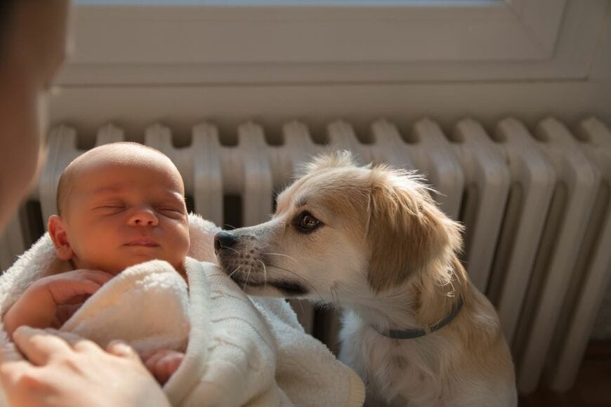 赤ちゃんの様子をのぞき込む愛犬を撮影　心配と優しさが伝わる表情に「尊い」「かわいい」と反響