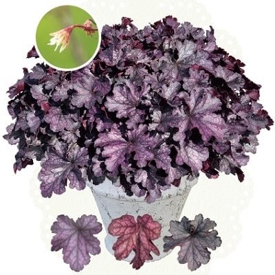 出所：PROVEN WINNERS（PW）公式　ヒューケラ ドルチェ