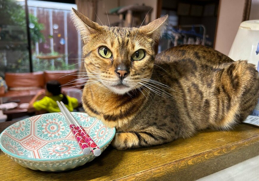 知的クールな美猫→「液体化」が招いた不測の事態に笑ってしまう