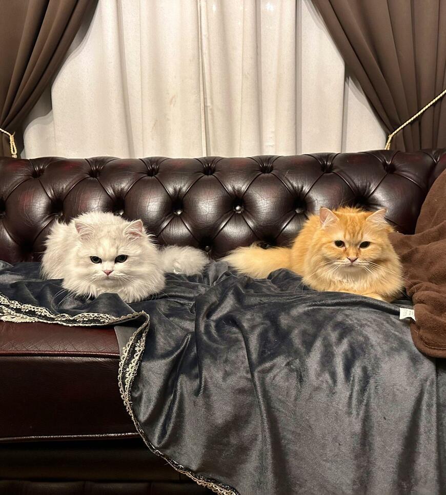 出所：@NEKOLAND13