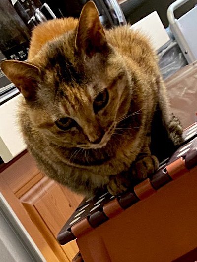 出所：@Adonis_Beginner